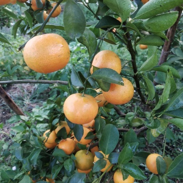 砂糖橘沃柑大量上市