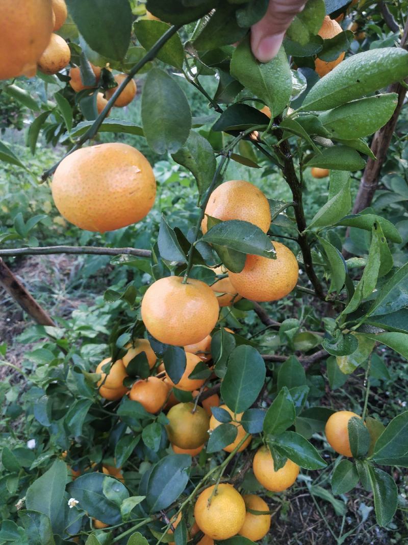 砂糖橘沃柑大量上市