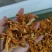 新货陈皮烘干高含量纯蜜桔皮量大从优产地直发3.2元一斤