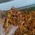 烘干纯蜜桔皮含量能过检产地批发价，量大价优，欢迎咨询