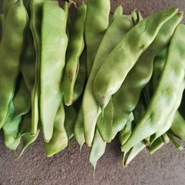 广东豆角电白油豆角产地直供货源稳定支持代发