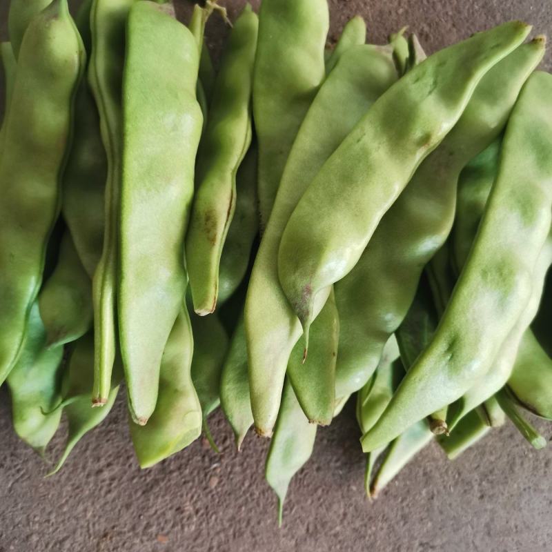 广东豆角电白油豆角产地直供货源稳定支持代发