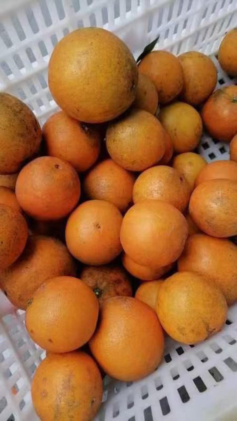 统景脐橙3-4元斤