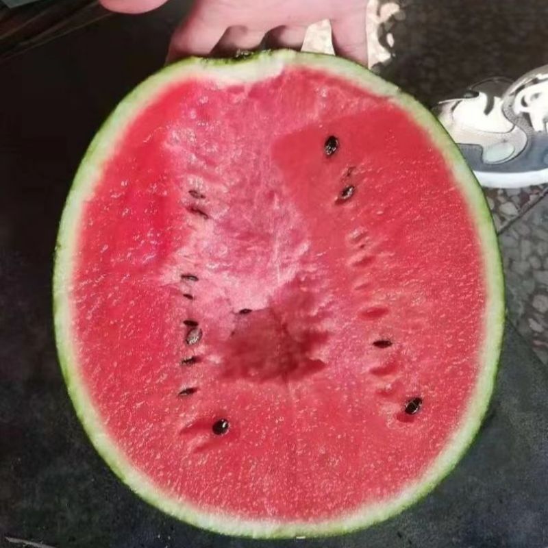 悦都602F1西瓜种子皮薄早熟品种瓤色红糖度高圆球型西瓜