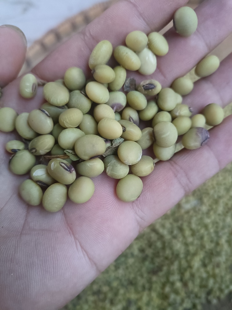 黄豆青皮黄豆农户自己种的很漂亮去除杂质干净漂亮