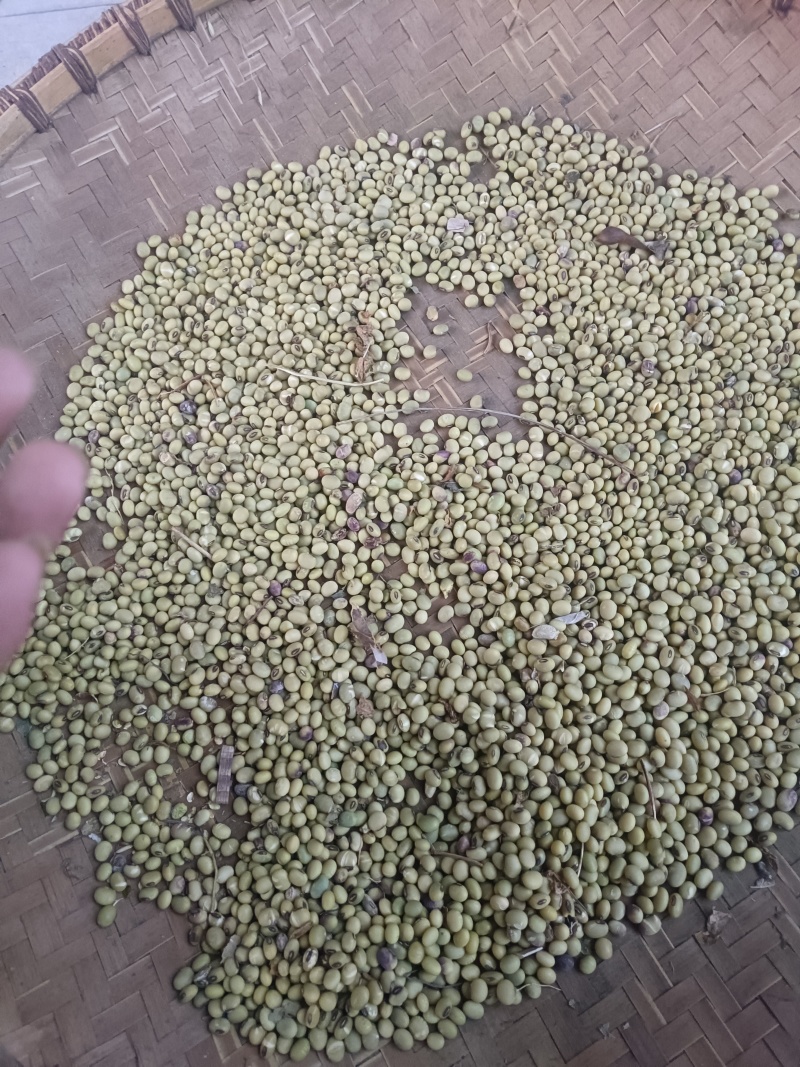 黄豆青皮黄豆农户自己种的很漂亮去除杂质干净漂亮