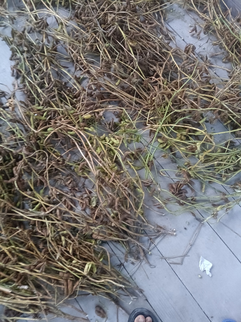 黄豆青皮黄豆农户自己种的很漂亮去除杂质干净漂亮