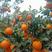 四川雅安石棉黄果柑，简称小丑橘支持视频看货