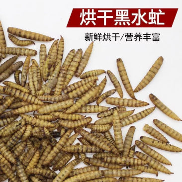工厂直发黑水虻蛋白虫虫干