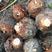 江西红芽芋品质保证产地直发可视频看货欢迎咨询