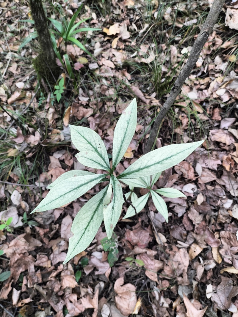 瑞香金边瑞香变异瑞香银边瑞香绿植