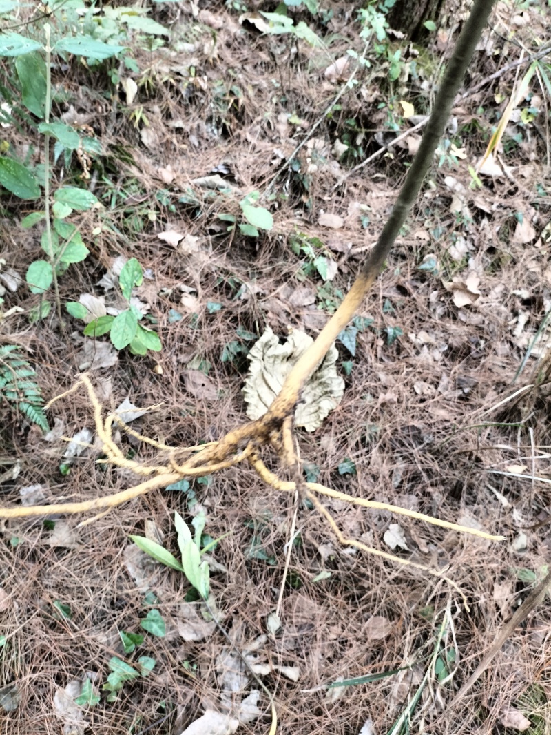 瑞香金边瑞香变异瑞香银边瑞香绿植