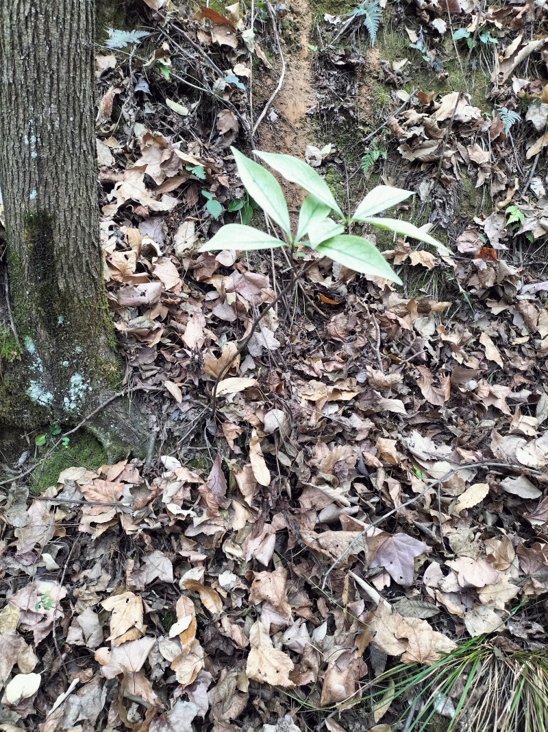 瑞香金边瑞香变异瑞香银边瑞香绿植