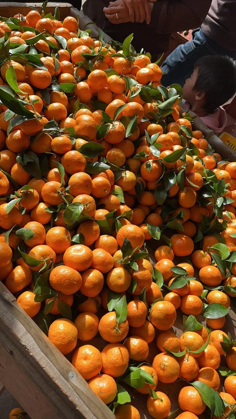 广西精品砂糖橘产地直发一手货源电商市场商超
