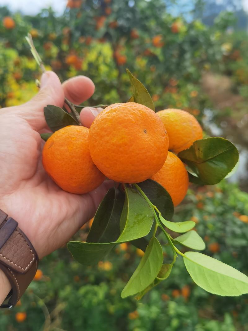 广西精品砂糖橘产地直发一手货源电商市场商超