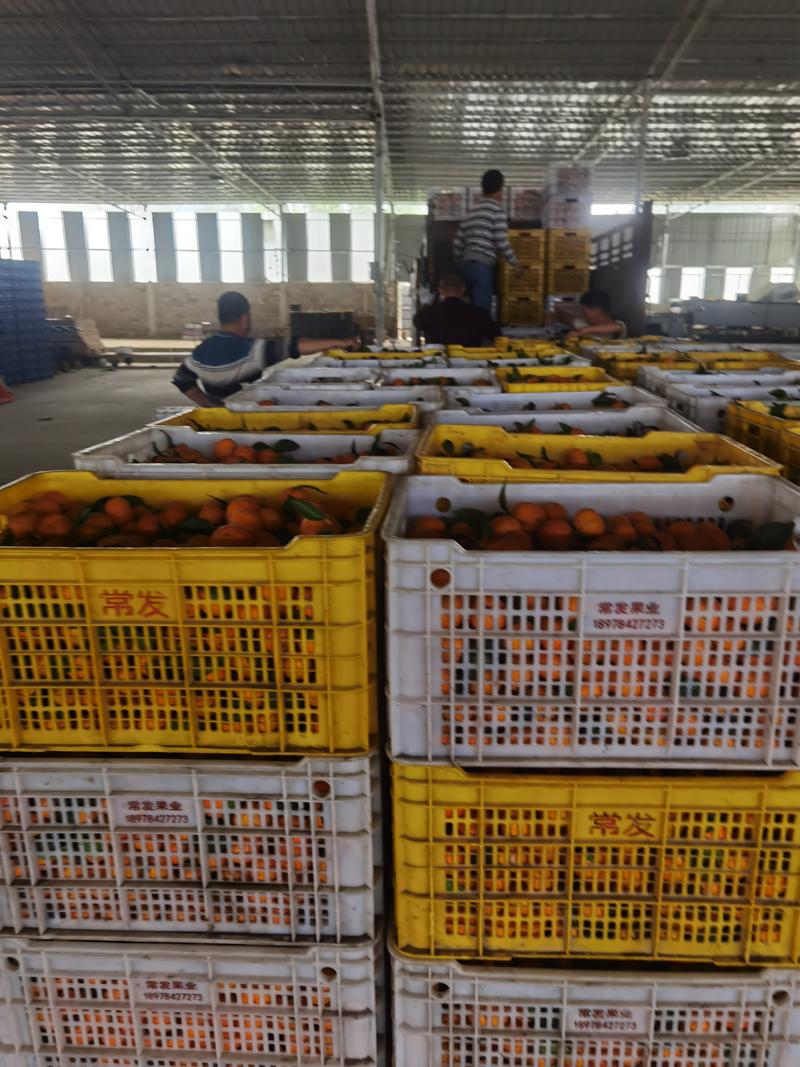 广西正宗砂糖橘产地直发一手货源电商市场商超