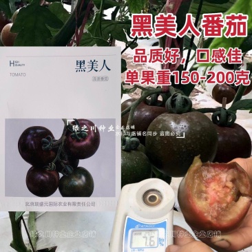 黑美人番茄种子黑柿子种子无限生长型黑色西红柿种子口感好