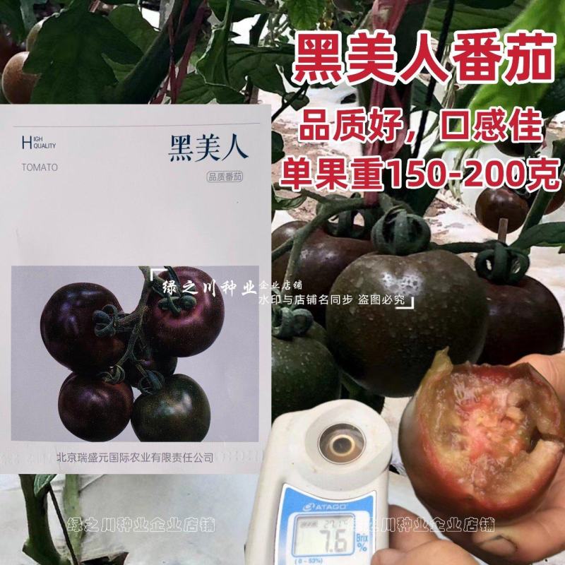 黑美人番茄种子黑柿子种子无限生长型黑色西红柿种子口感好