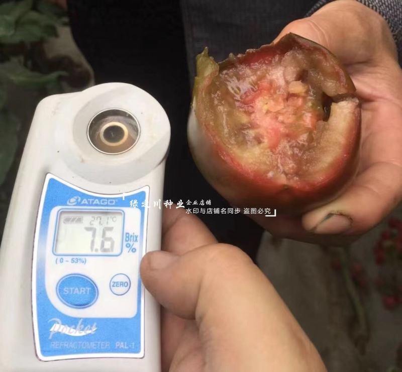 黑美人番茄种子黑柿子种子无限生长型黑色西红柿种子口感好