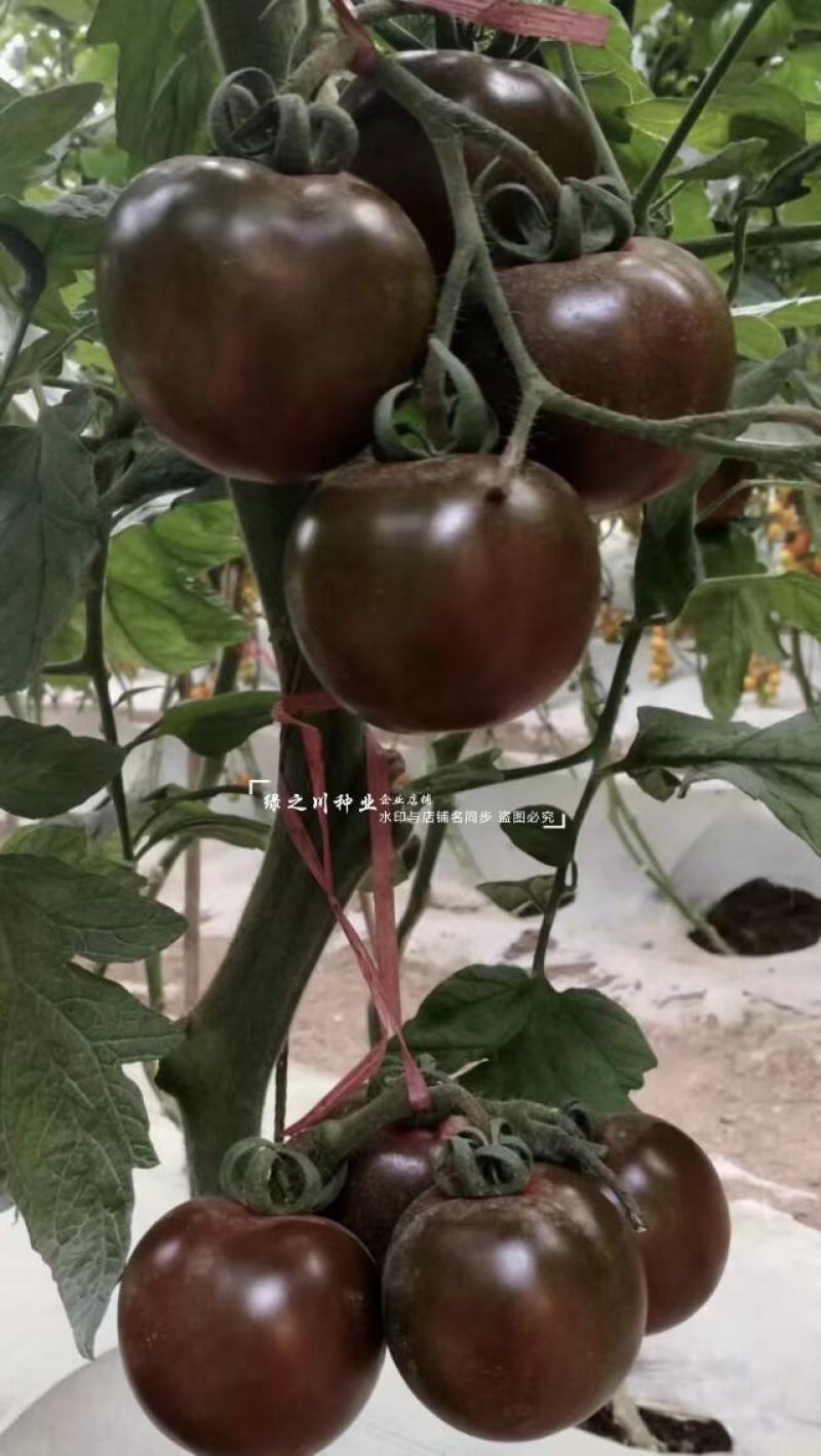 黑美人番茄种子黑柿子种子无限生长型黑色西红柿种子口感好