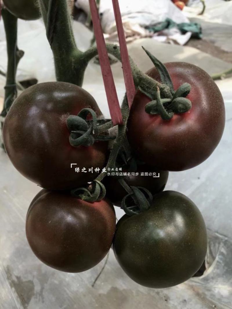 黑美人番茄种子黑柿子种子无限生长型黑色西红柿种子口感好