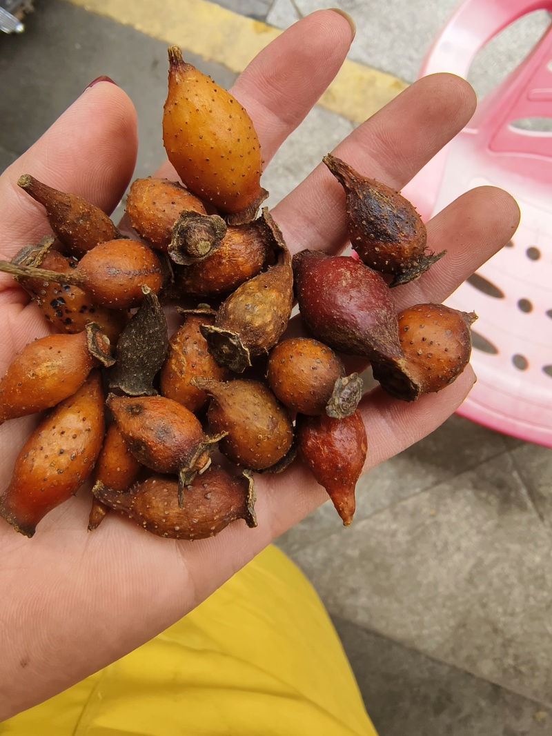 中药材金樱子金英子批发零售量大优惠