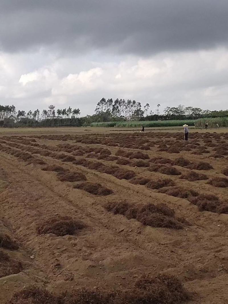 中药材香附子香附米莎草根无硫香附