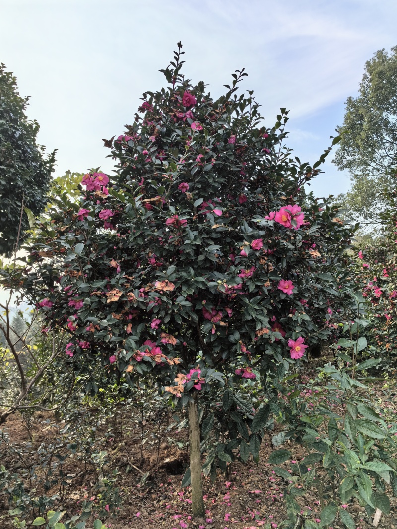 茶梅