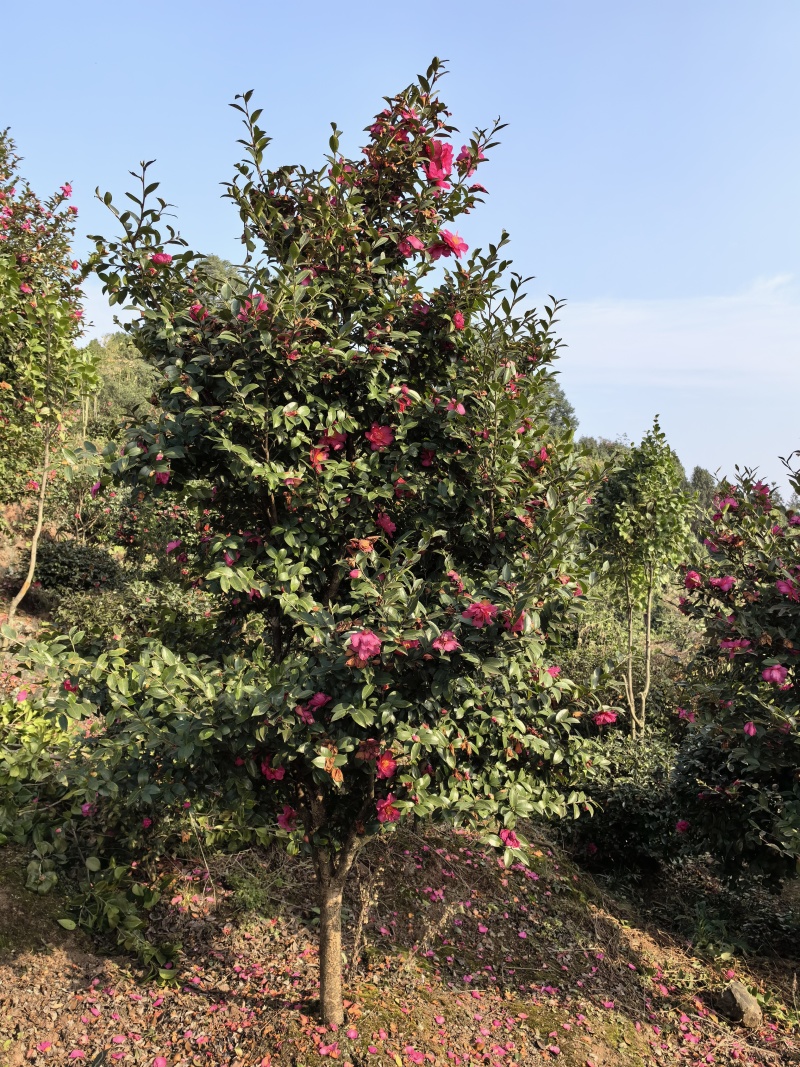 茶梅