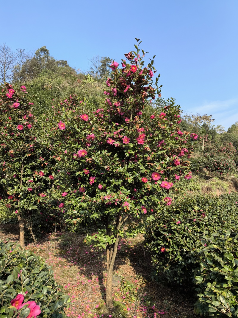 茶梅
