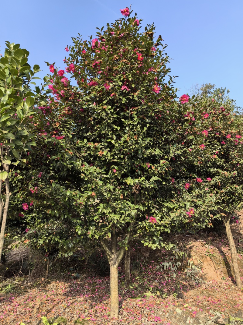 茶梅