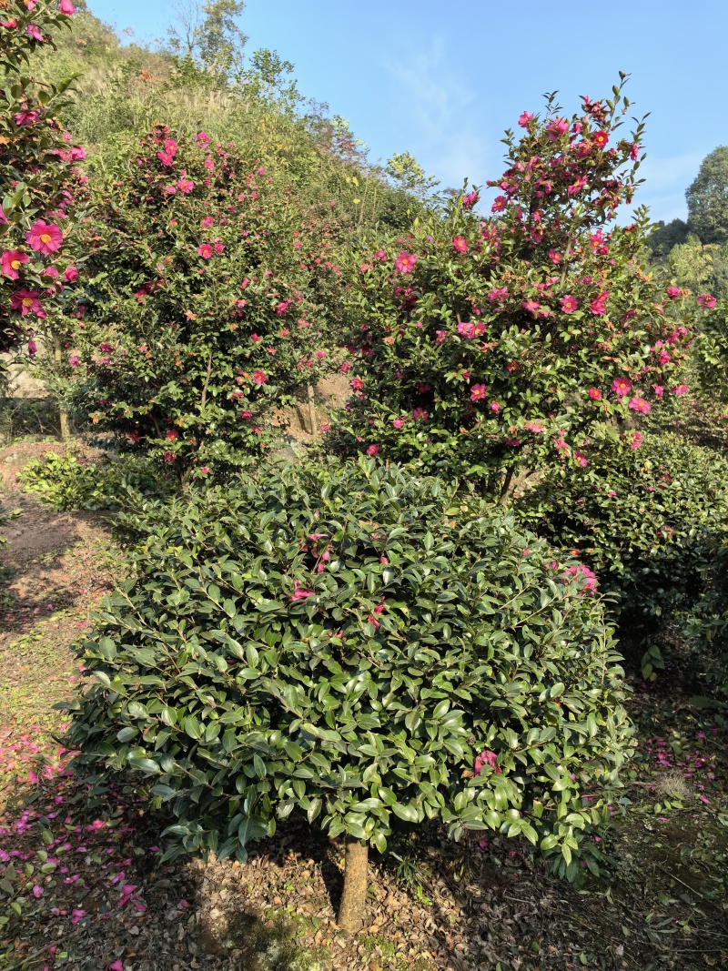 茶梅