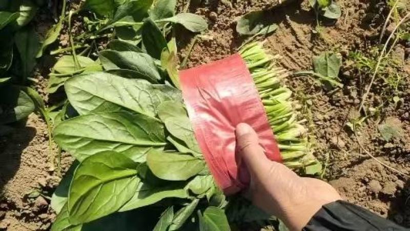 大叶大棚菠菜