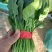 大叶大棚菠菜