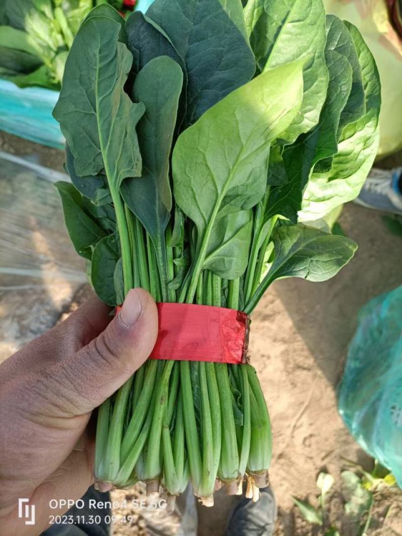 大叶大棚菠菜