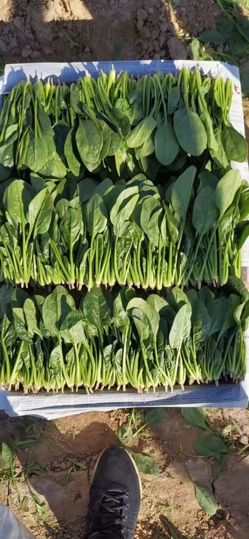 大叶大棚菠菜
