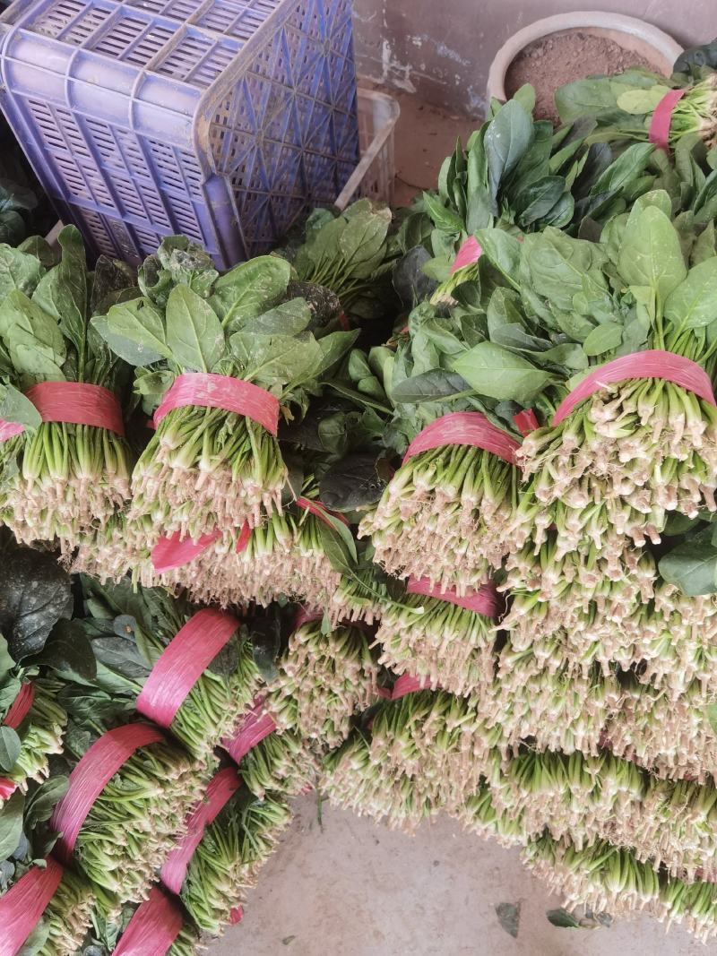 大叶大棚菠菜