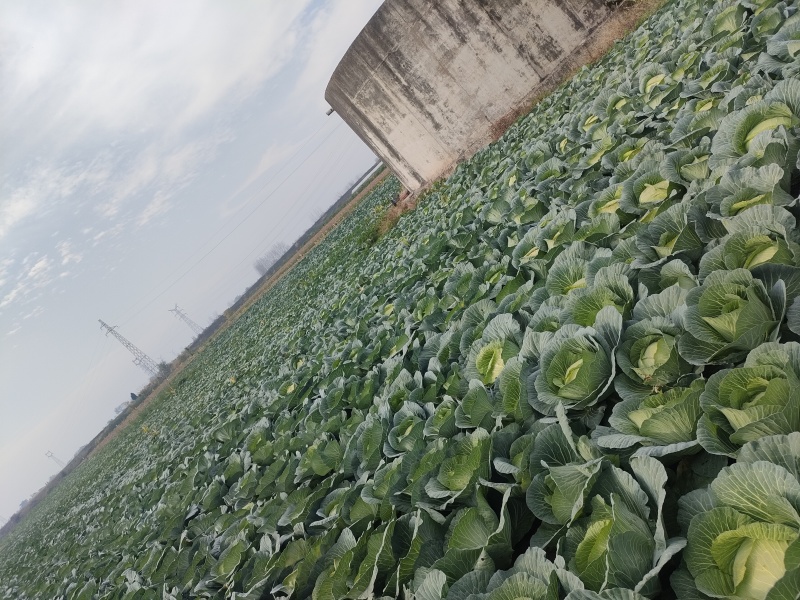 包菜（平包扁包菜）京丰湖北代收代发货，量大价低