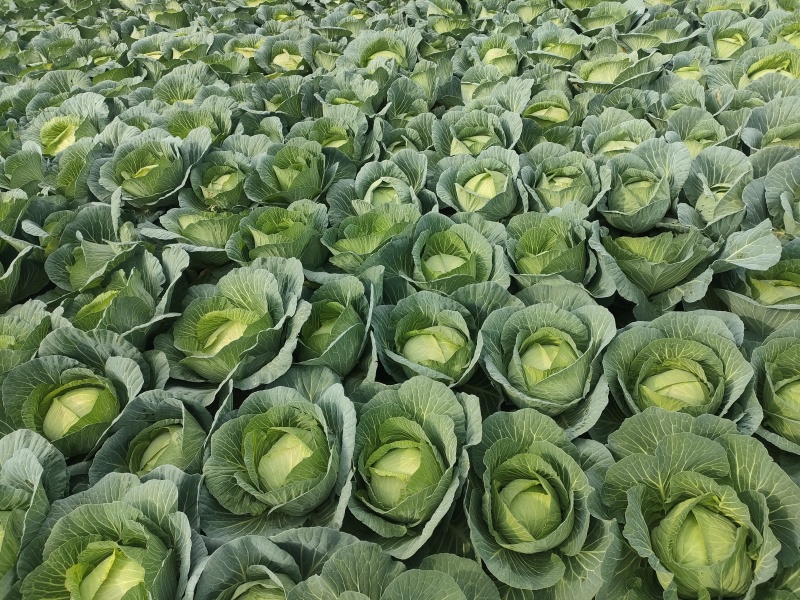 包菜（平包扁包菜）京丰湖北代收代发货，量大价低