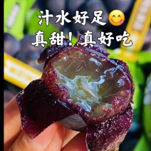 【精选】优质供货电商，葡萄苗，山东临沂，货量充足，价优