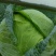 包菜（平包扁包菜）京丰湖北代收代发货，量大价低