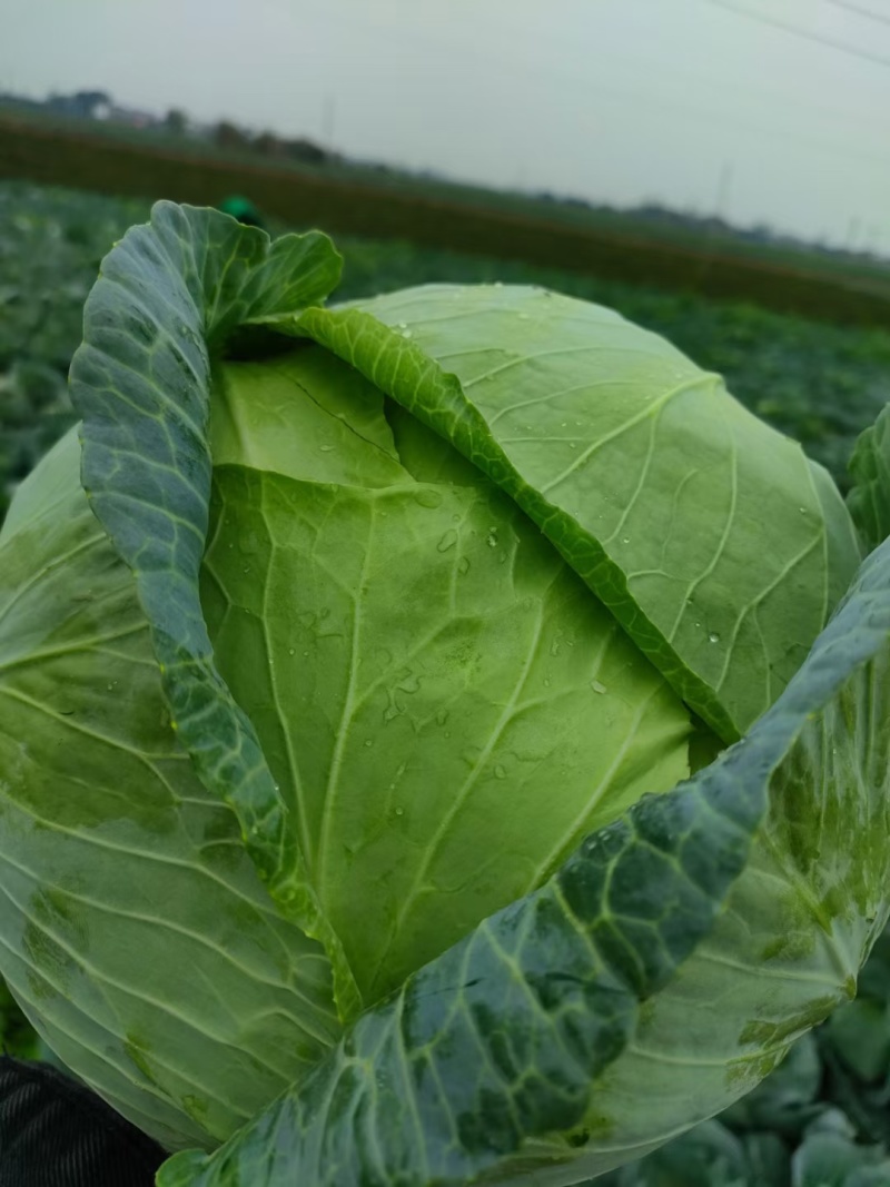 包菜（平包扁包菜）京丰湖北代收代发货，量大价低