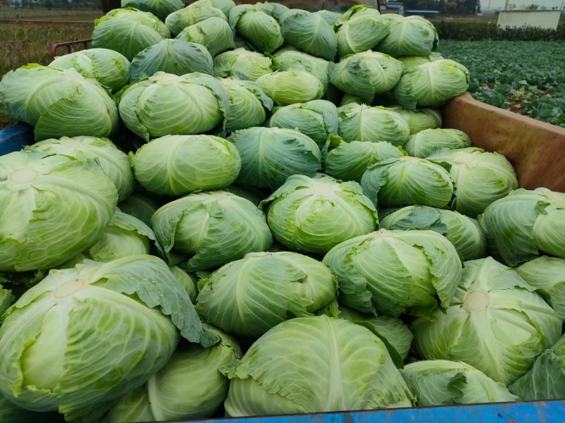 包菜（平包扁包菜）京丰湖北代收代发货，量大价低