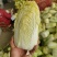 【精品大娃娃菜】大娃娃菜精品包装，大量供应欢迎咨询