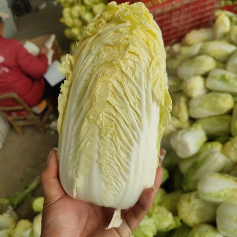 【精品大娃娃菜】大娃娃菜精品包装，大量供应欢迎咨询