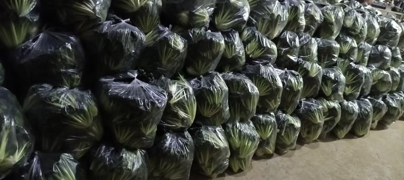蔬菜叶类菜乌塌菜产地直供没有中间商包装上车价可每天两吨