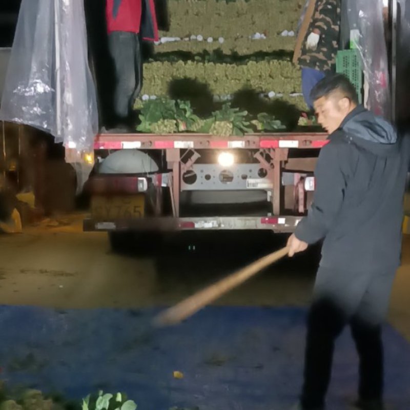 精品菠菜全能菠菜量大从优价格优惠欢迎咨询采购产地直销