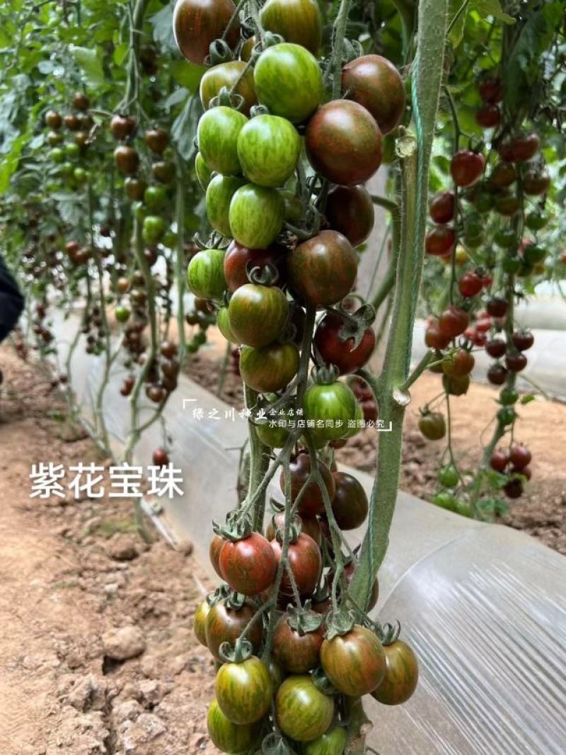 特色小番茄种子紫花宝珠迷彩番茄种子采摘园紫色樱桃番茄种子