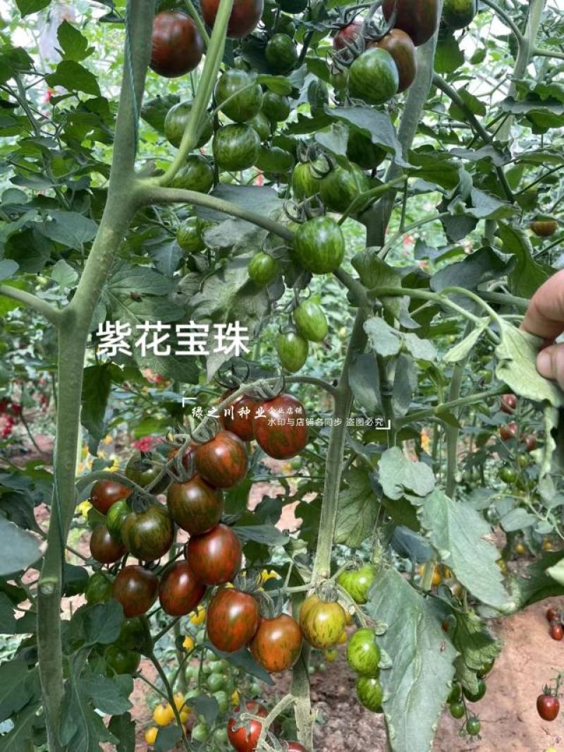 特色小番茄种子紫花宝珠迷彩番茄种子采摘园紫色樱桃番茄种子