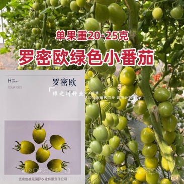 特色樱桃番茄种子罗密欧绿色小番茄种子椭圆口感好水果番茄种